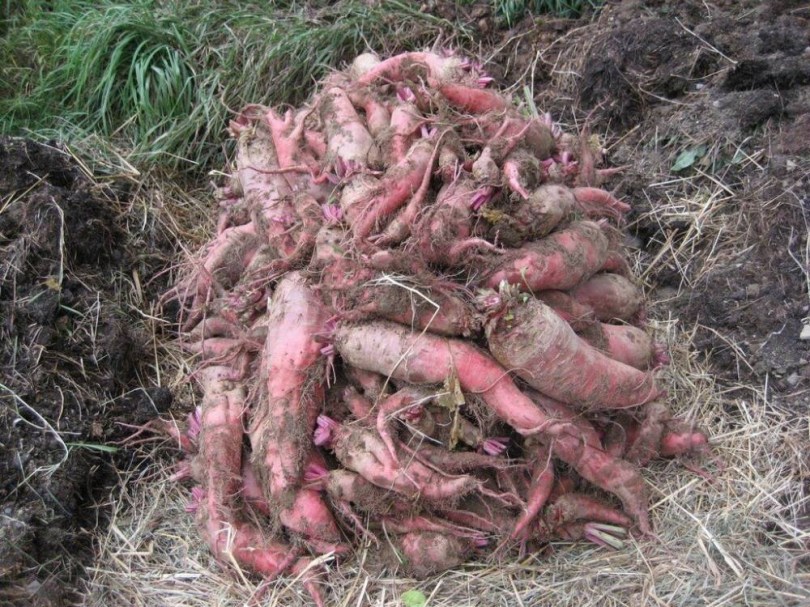 Vörös Óriás mangelrépa - Különleges zöldségek az Egzotikus Növények Stúdiója kínálatából